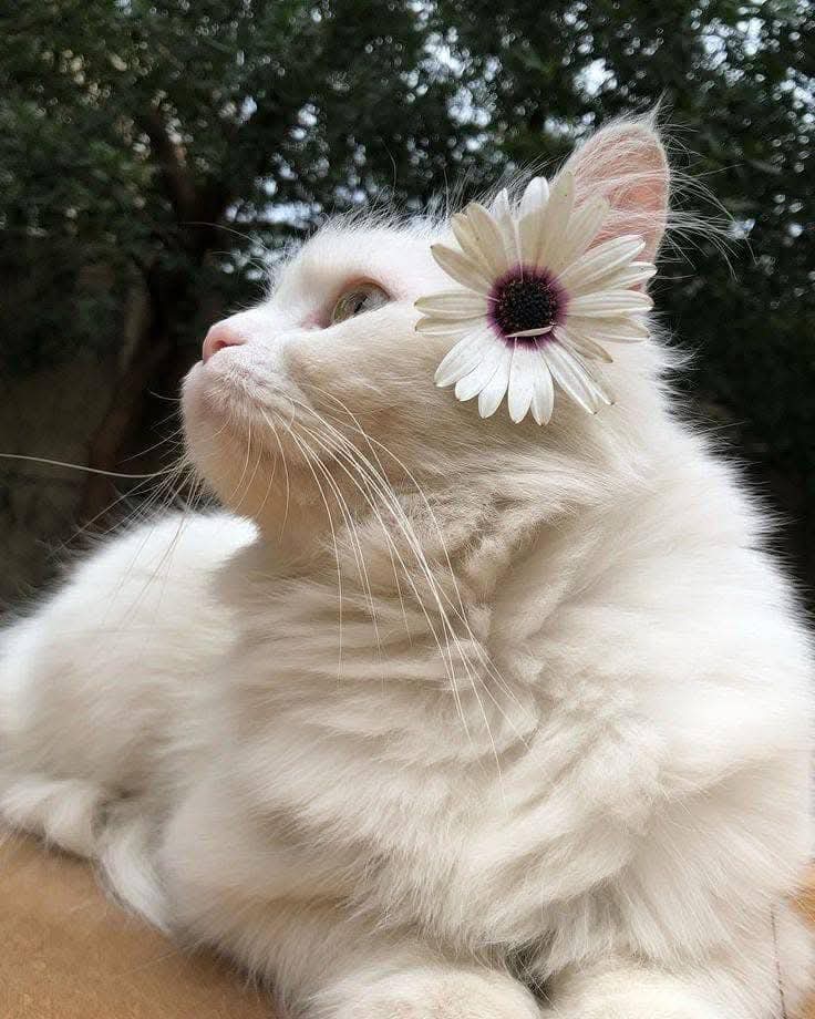 سلمى سعيد