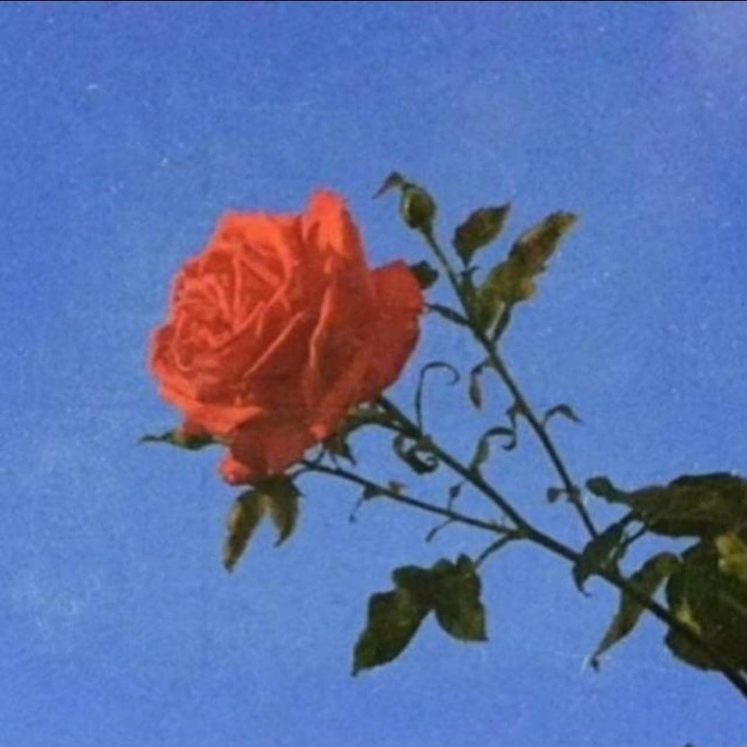 زاهر - Zaher